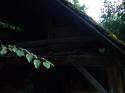 putovanie ku Kamenným pannám – Bukoviny – Mestečko
putovanie ku Kamenným pannám – Bukoviny – Mestečko